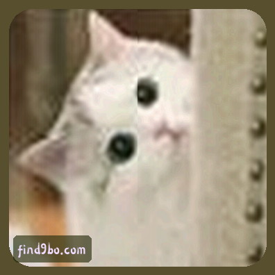 赵敏